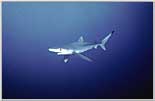 San Diego Blue Shark approaches.