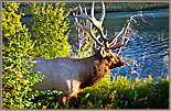 Bull Elk Look Out Over Lake