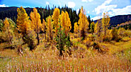 3 Fall Colors One Idaho