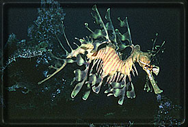 If you blink, the Leafy Sea Dragon will be gone!