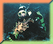 Diver with Leafy Sea Dragon