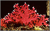 Red Hydrocoral Colony.