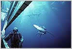 San Diego Diver In Steel Suit Blue Sharks.