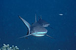 Papua New Guinea Gray Sharks Directly Charging