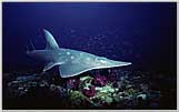Coral Sea Guitar Shark On Yongala Wreck