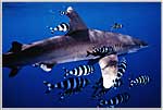 Red Sea Oceanic White Tip Shark