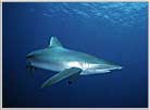 Red Sea Silky Shark Close