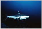 Papua New Guinea Aggressive Silvertip Shark second shot