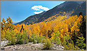 Aspens In Lake District