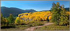 Grove Of Aspens