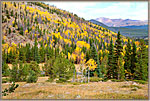 Aspen Covered Hillside With Peak