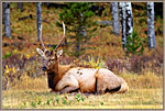 Elk At Rest