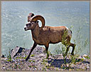 6BigHornedSheep