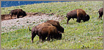 1 Grazing Bison