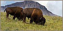 2 Pair Of Bison