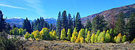 6 Aspens Near Twin Lakes