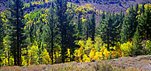 2 Aspens Near Lundy