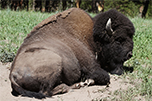 Bison Close-Up