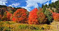 6 Fall Colors Four Idaho