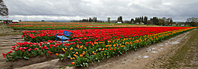 1 Ground View Of Tulip Farm