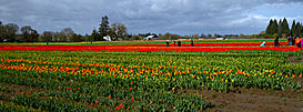 3 Strolling The Tulips