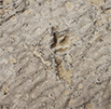 4 Dinosaur Track