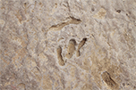 5 Dinosaur Track