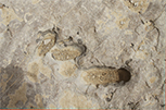 6 Dinosaur Track