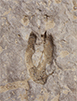 7 Dinosaur Track