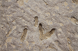 8 Dinosaur Track