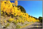 Aspens Like Fire