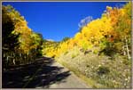 Shady Road And Flame Colored Trees