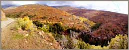 Aspens And Birches In Valley Panoroma.