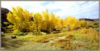 Aspens at Dewey Bridge, also.