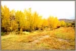 Aspens at Dewey Bridge.