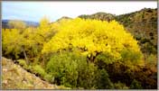 Aspens In Roadside Valley.