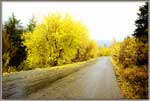 Aspens With Falling Leaves On Road.