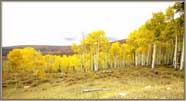 Birch Grove On Manti-LaSal.