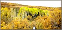 Birch Grove Under Clouds.