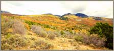 Color in the high meadows.