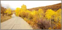 Foliage lines the road.