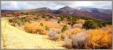 Foliage on the mountain.