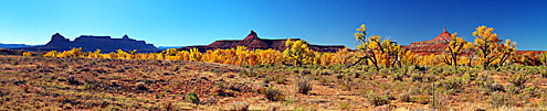 4 Fall Colors In Needles