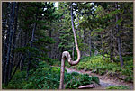 Tree On Path To Fishercap Lake