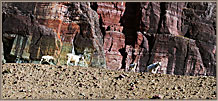 5 Family Of Mountain Goats Under Cliff