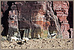 6 Mountain Goats Near Cliff