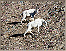 7 Aggressive Mountain Goat Chases Lower Goat Down Slope