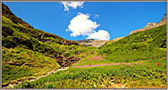 4 Wildflowers At Picnic Curve