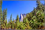 Cathedral Spires above trees.