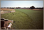 Cattle In Weed Choked River